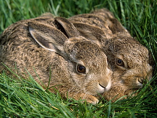 two brown Rabbits on green grass
